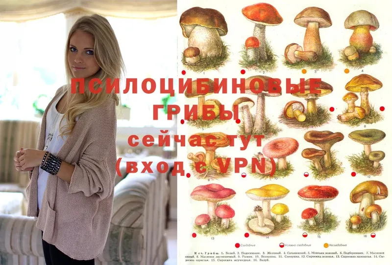 закладка  Бугуруслан  Псилоцибиновые грибы Cubensis 